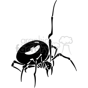 black widow spider tattoo. Big lack widow spider